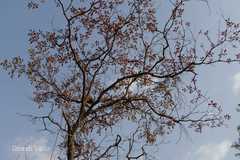 Terminalia bellirica